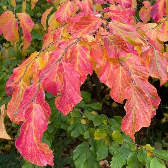 Persian Ironwood — Treasure Valley Canopy Network